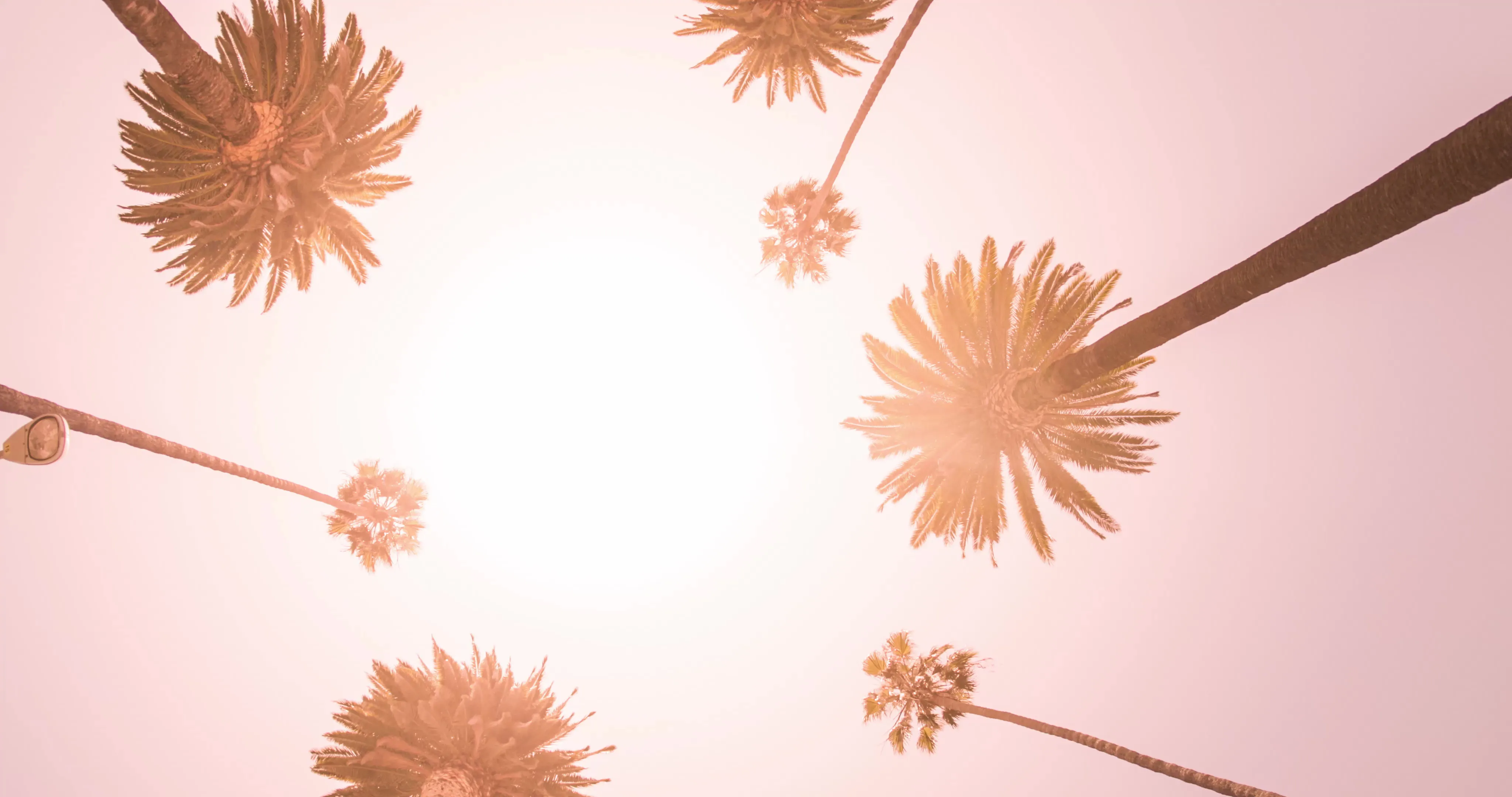 Palm trees viewed from below against a bright, pale pink sky.